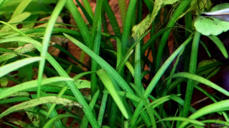 Sagittaria subulata pusilla/ Zwergpfeilkraut 21-01-2013 von Dirk F. (15)