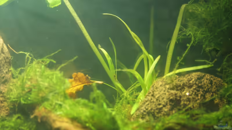 Sagittaria subulata pusilla von SouthAmerica (37)