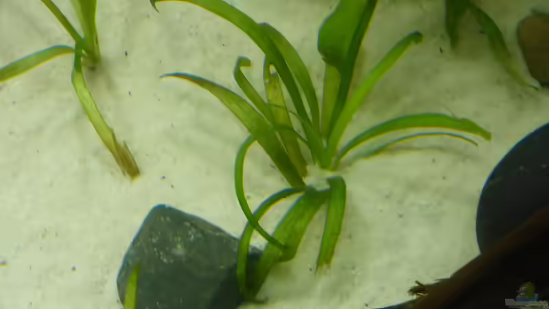 sagittaria subulata pusilla von Stefano83 (16)