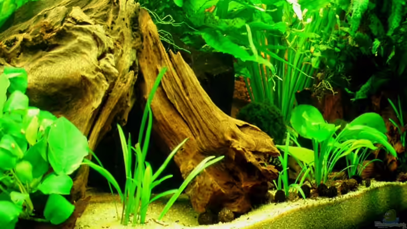 sagittaria subulata verteilt im Vordergrund 19.12.10 von ~Marco~ (23)