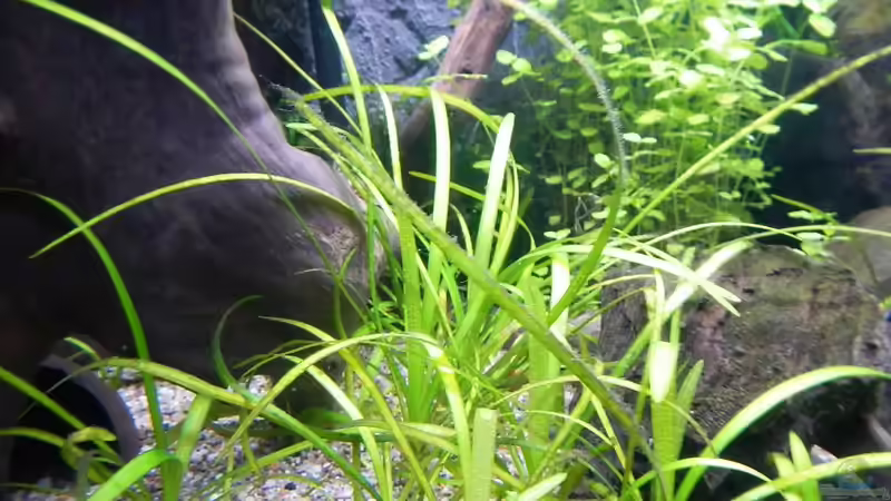 Sagittaria subulata von borellii (13)