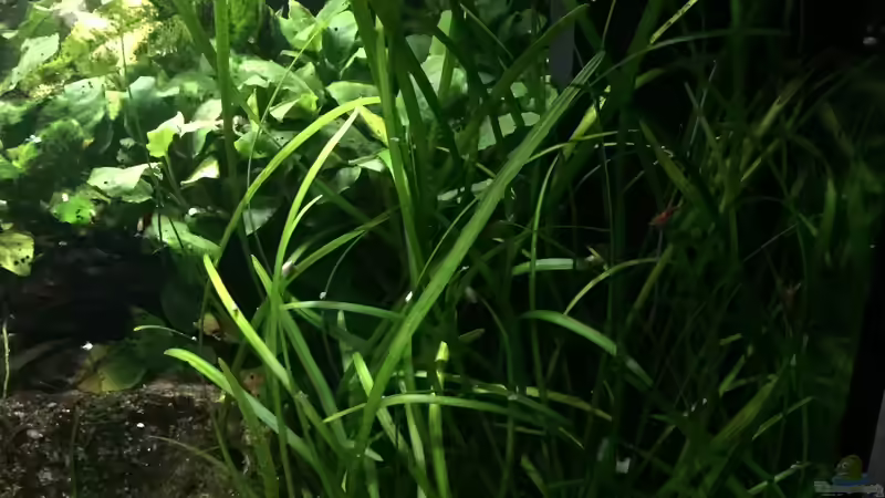 Sagittaria subulata von Danny (12)