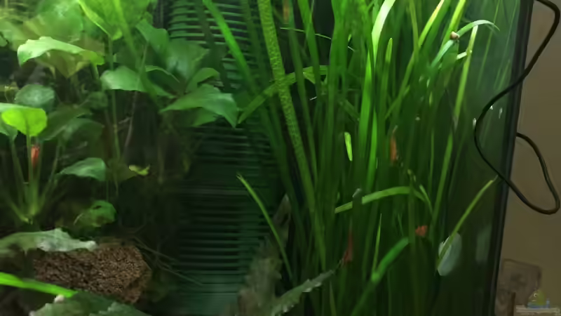 Sagittaria subulata von Danny (14)