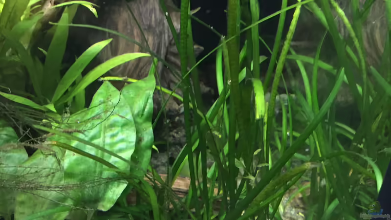 Sagittaria subulata von Danny (22)