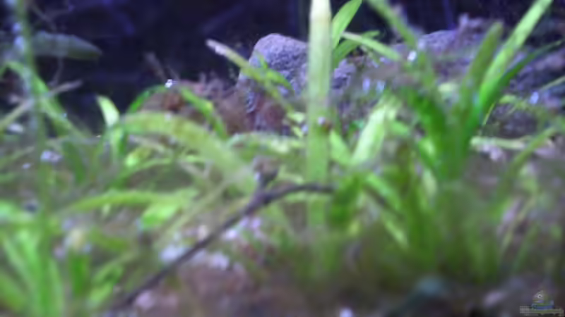 Sagittaria subulata von Didi (18)