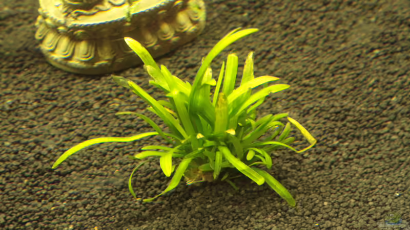 Sagittaria Subulata von Didi Don (7)