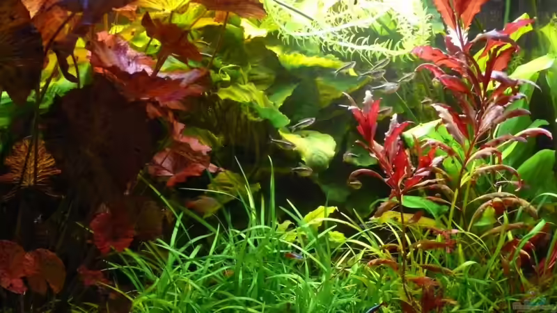 Sagittaria subulata von Die kleine Meerjungfrau (24)