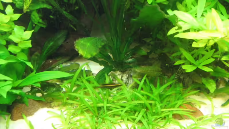 Sagittaria subulata von Dirk Meißner (8)