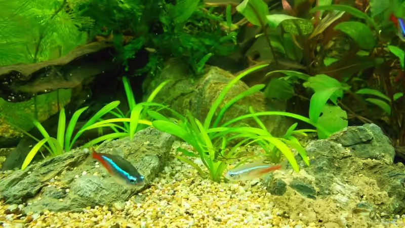 Sagittaria subulata von FIsch89 (18)