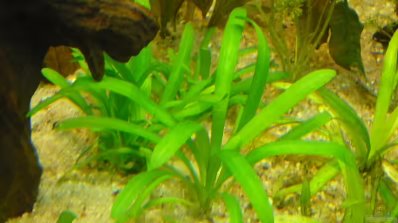 Sagittaria subulata von Frank Wollenburg (18)