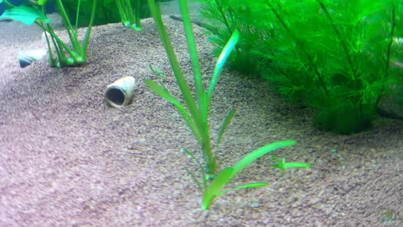 Sagittaria subulata von Hotliner90 (5)