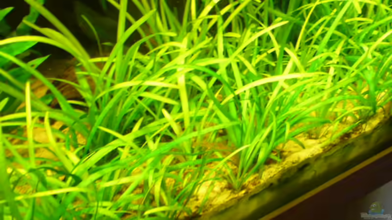 Sagittaria subulata von Josef Schachtner (6)