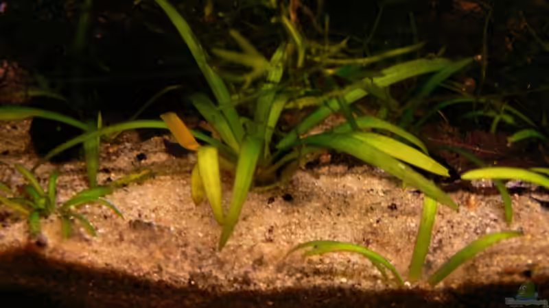 Sagittaria subulata von René Leubecher (13)