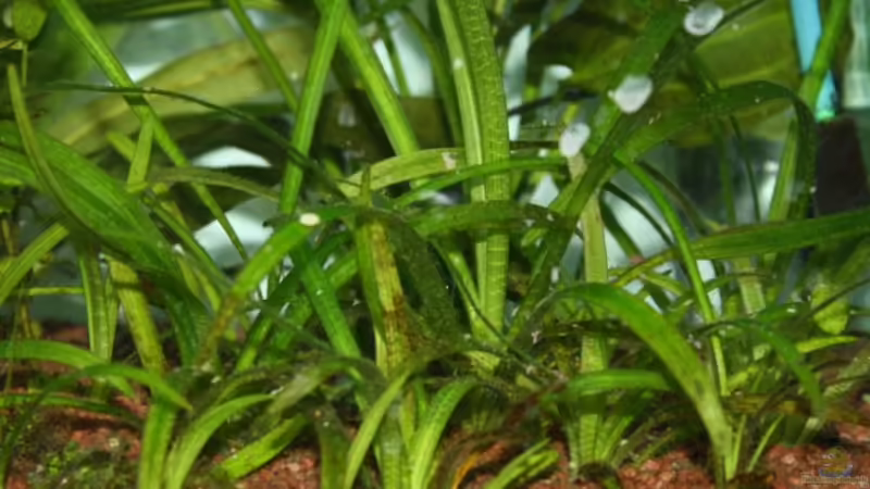 Sagittaria subulata von Sabrina (3)