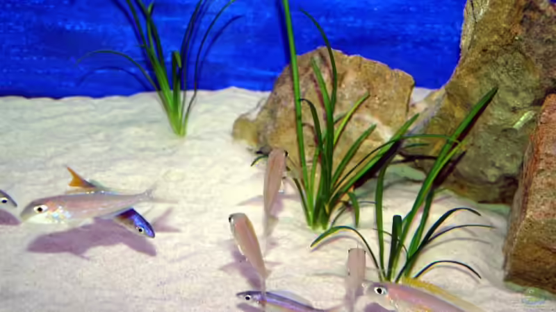 Aquarien mit Sagittaria subulata (Zwergpfeilkraut)
