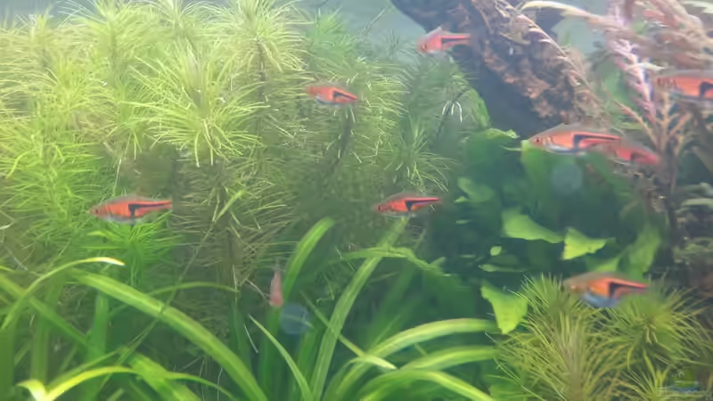 Aquarien mit Sagittaria subulata (Zwergpfeilkraut)