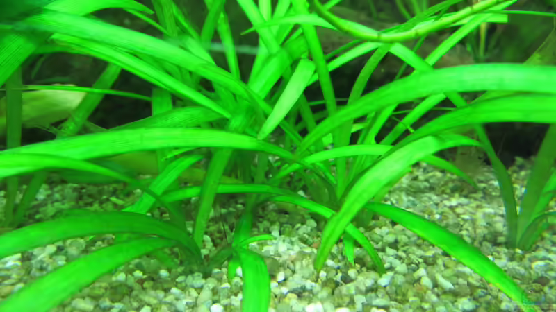 Aquarien mit Sagittaria subulata (Zwergpfeilkraut)