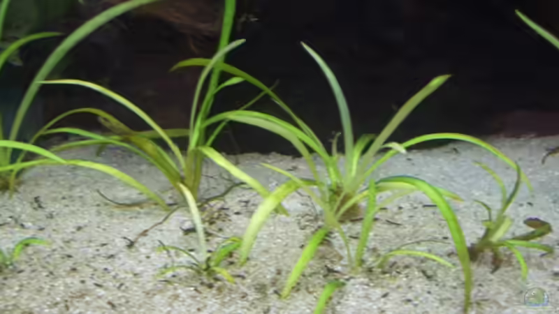 Aquarien mit Sagittaria subulata (Zwergpfeilkraut)