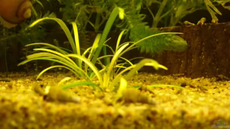 Sagittaria teres von Der kleine Delfin (7)