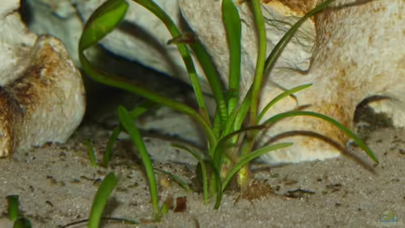 Sagittaria terres -Zwergpfeilkraut- von Meike_R (15)