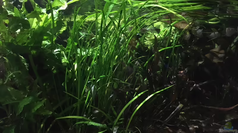 Sagittarien im Abendlicht von Botia (6)