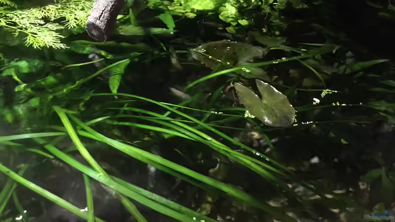 Sagittarien von Botia (4)