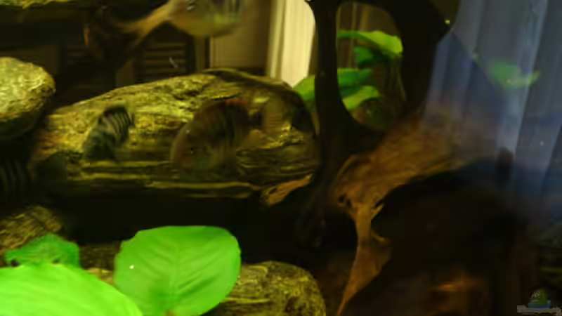 Sajica Buntbarsch von Markus Josef (13)