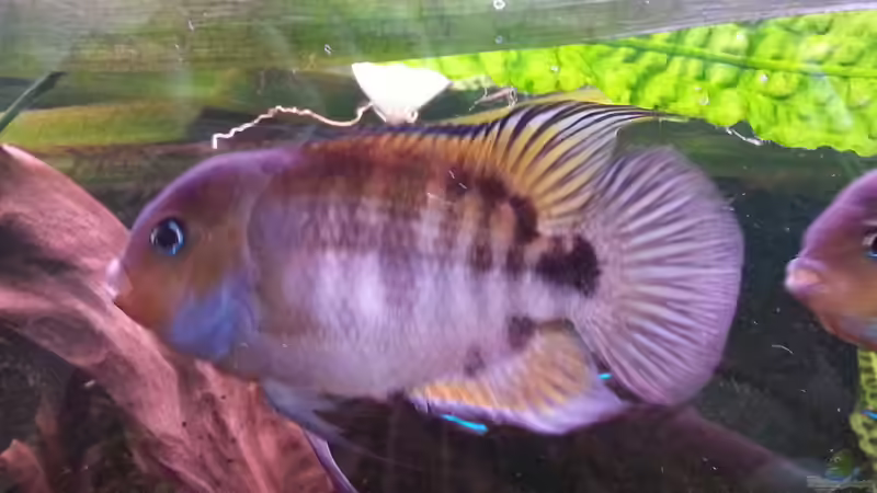 Sajica-Buntbarsch von Zomic (20)