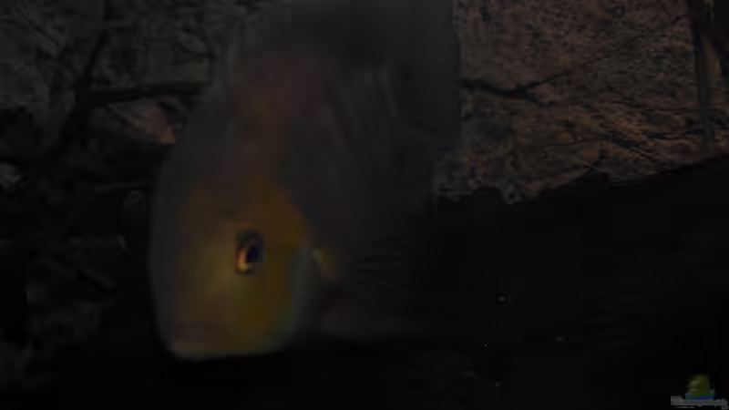 Sajica-Mann von Oistel (32)