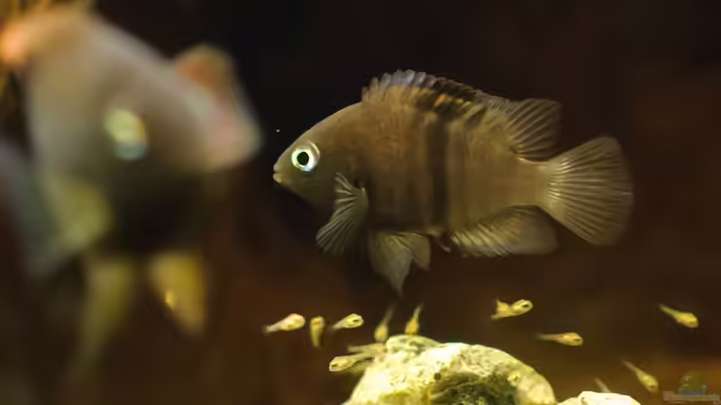 Sajica Neujahrsbabys :-) von Daniel80 (1)