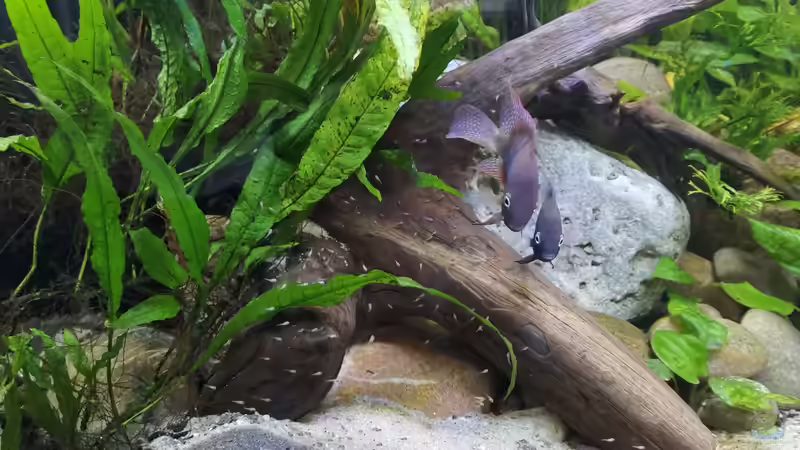 Sajica Pärchen mit Nachwuchs Januar 2021 von ~Marco~ (57)