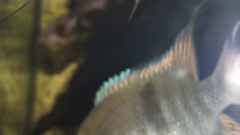 Sajica-Weibchen über dem Gelege von Oistel (36)