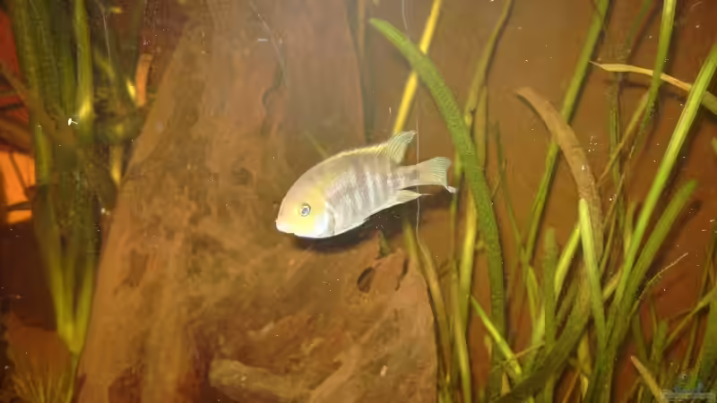 Sajicabuntbarsch (männlich) von Lorenz Graf (6)