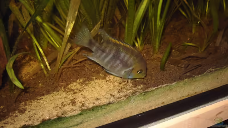 Sajicabuntbarsch (weiblich) von Lorenz Graf (7)