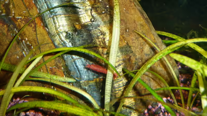 Sakura - Redfire Garnele von Aqualady (6)