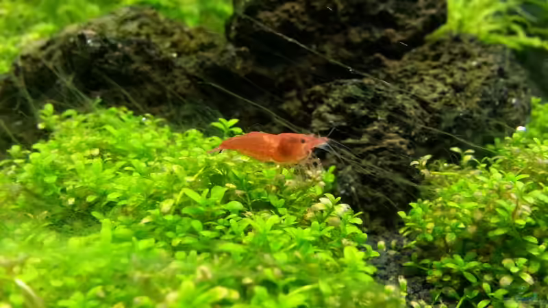 Sakura 29.12.12 von M to the ilan (42)