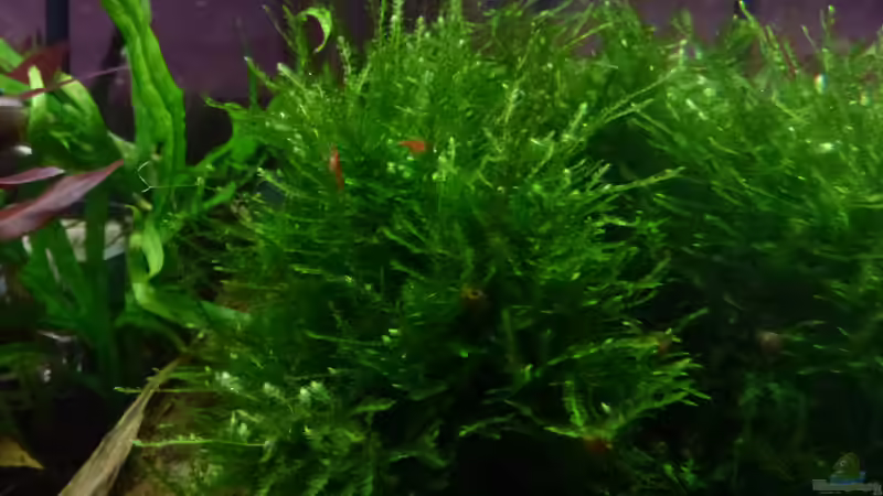 Sakura Champ Red Nachwuchs von mike1963 (28)