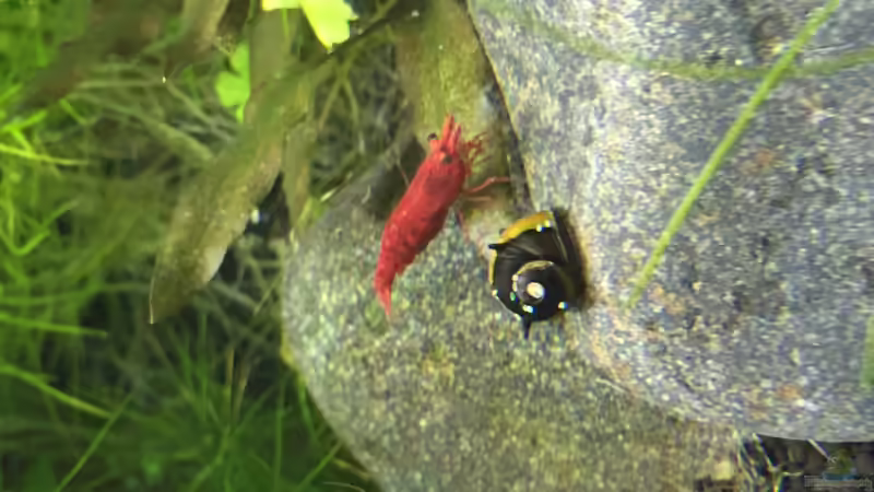 Sakura-Garnele und Geweihschnecke von DavidK31 (9)