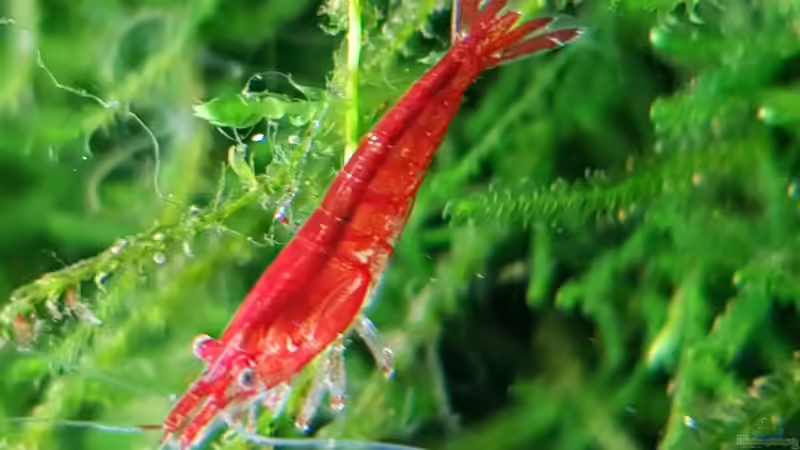 Sakura Garnele von Valhall (3)