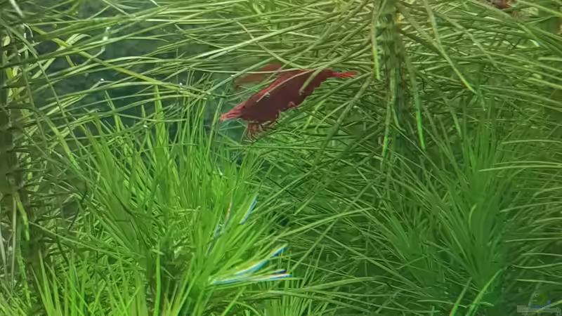 Sakura Garnele von Valhall (4)