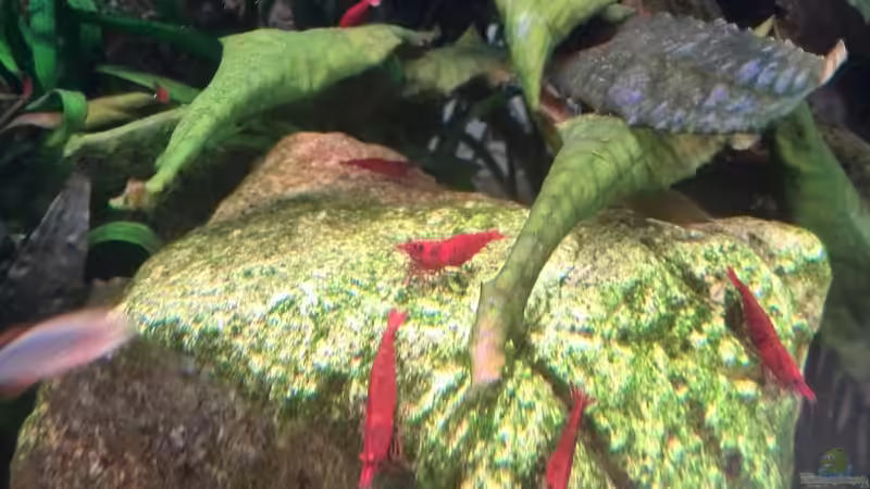 Sakura-Garnelen beim Weiden von Vancouver2010 (30)