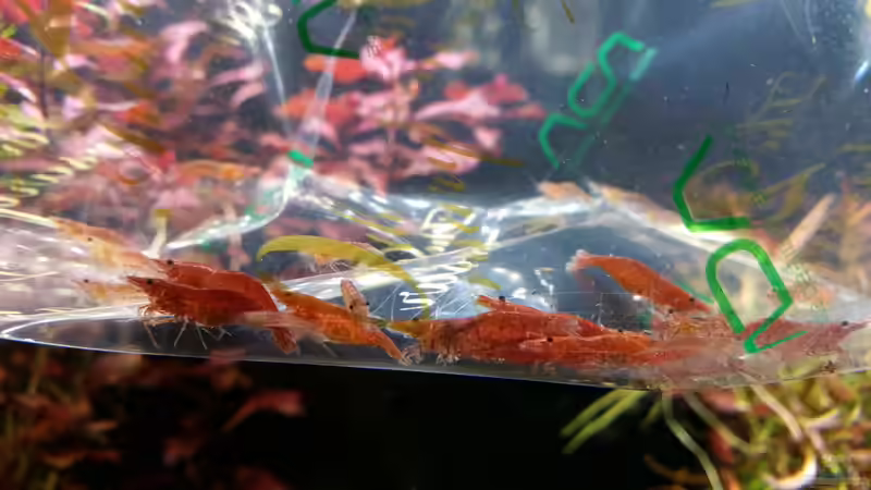 Sakura Garnelen von Ichigo (60)