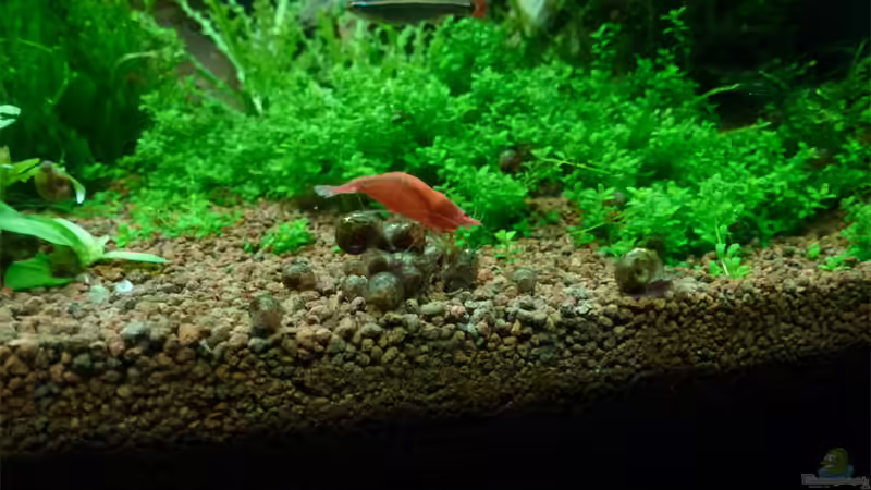 Sakura mit PHS von mike1963 (31)