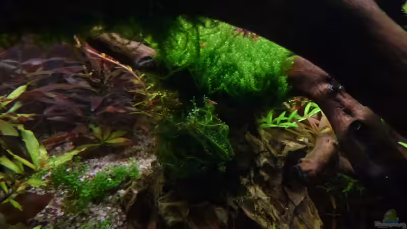 Sakura Nachwuchs auf Perlmoos von mike1963 (13)