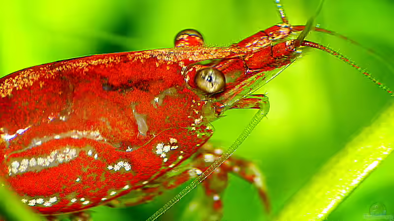 Sakura Portrait von Helmut Kreutmayer (18)
