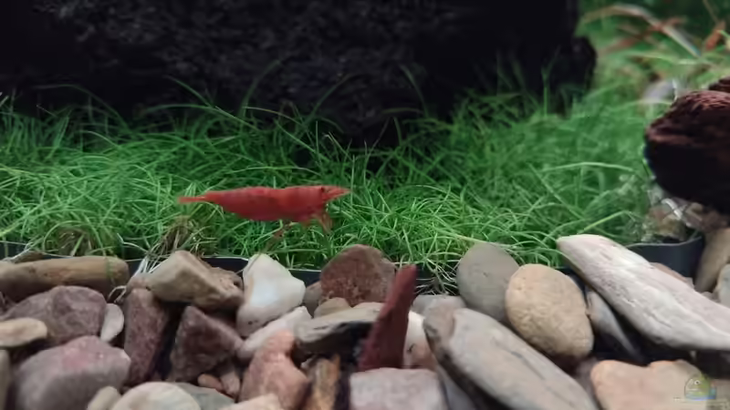 Sakura Red Shrimp (Neocaridina davidi) v. 11.02.2024 von C-NA (38)