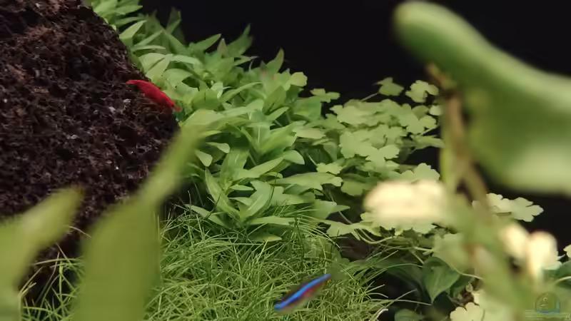 Sakura red shrimp und blauer Neon v. 11.02.2024 von C-NA (42)