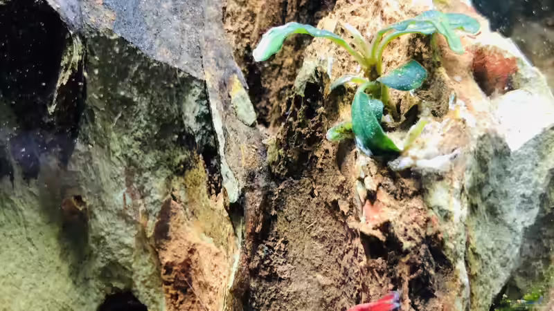 Sakura Red von DiskusMummy (15)