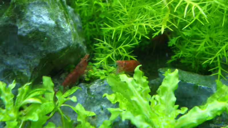 Sakura Red von Olaf R (12)