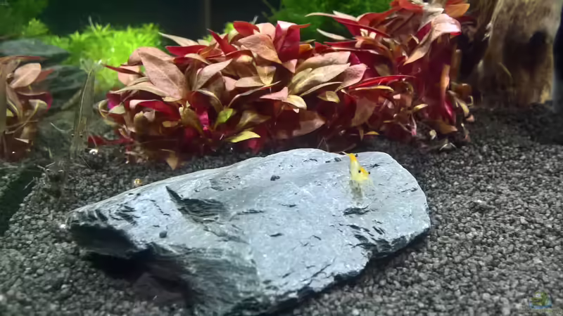 Sakura und Amano machen Augen von echo (11)